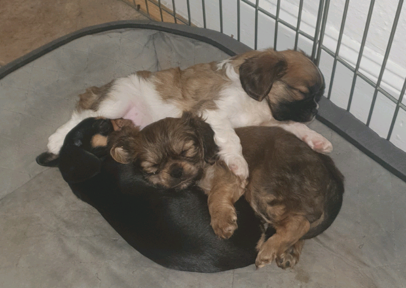 pugalier for sale gumtree